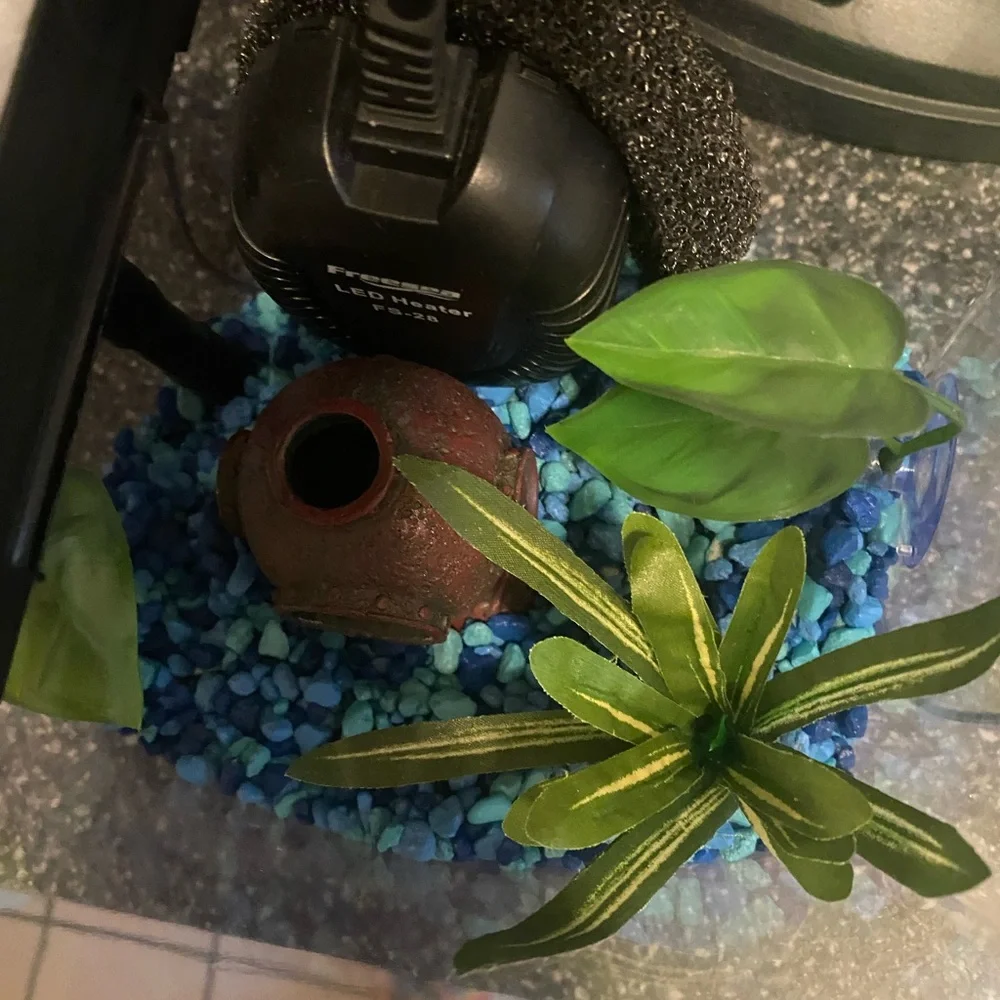Betta fish tank and accessories 🐟